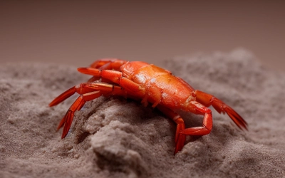 desert drowned shrimp